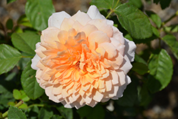 Grace Rose (Rosa 'Grace') at Lakeshore Garden Centres