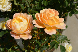 Lady Of Shalott Rose (Rosa 'Ausnyson') at Lakeshore Garden Centres