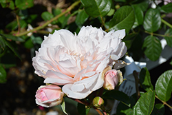 The Lady of the Lake (Rosa 'Ausherbert') at Lakeshore Garden Centres