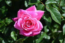 Brilliant Pink Iceberg Rose (Rosa 'Brilliant Pink Iceberg') at Lakeshore Garden Centres