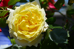 Chantilly Cream Rose (Rosa 'Chantilly Cream') at Lakeshore Garden Centres