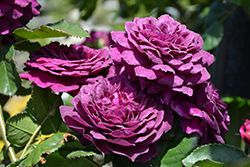 Ebb Tide Rose (Rosa 'Ebb Tide') at Lakeshore Garden Centres