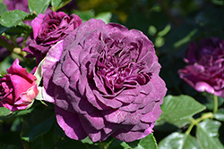 Ebb Tide Rose (Rosa 'Ebb Tide') at Lakeshore Garden Centres
