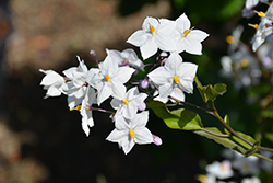 Potato Vine (Solanum jasminoides) at Lakeshore Garden Centres