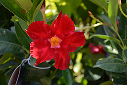 Sunvilla Red Mandevilla (Mandevilla 'MANZ0018') at Lakeshore Garden Centres