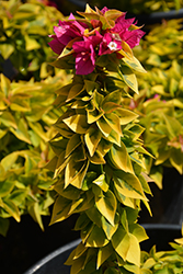 Pixie Queen Bougainvillea (Bougainvillea 'Pixie Queen') at Lakeshore Garden Centres