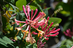 Goldflame Honeysuckle (Lonicera x heckrottii) at Green Thumb Garden Centre
