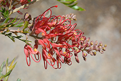 Robyn Gordon Grevillea (Grevillea 'Robyn Gordon') at Lakeshore Garden Centres