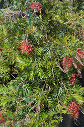 Robyn Gordon Grevillea (Grevillea 'Robyn Gordon') at Lakeshore Garden Centres