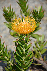 Goldie Pincushion (Leucospermum 'Goldie') at Lakeshore Garden Centres