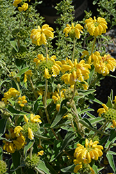 Jerusalem Sage (Phlomis fruticosa) at Lakeshore Garden Centres