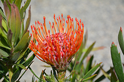 Tango Pincushion (Leucospermum 'Tango') at Lakeshore Garden Centres