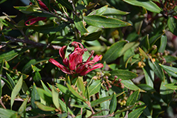 Ruby Clusters Grevillea (Grevillea 'Ruby Clusters') at Lakeshore Garden Centres