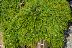 Cousin Itt Little River Wattle (Acacia cognata 'Mini Cog') at Lakeshore Garden Centres