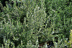 Mia's Wonder Coast Rosemary (Westringia 'Mia's Wonder') at Lakeshore Garden Centres