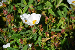 Sahuc Rockrose (Halimiocistus sahucii) at Lakeshore Garden Centres