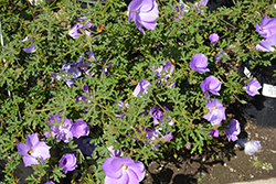 Monterey Bay Lilac Hibiscus (Alyogyne huegelii 'Monterey Bay') at Lakeshore Garden Centres