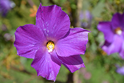 Mood Indigo Lilac Hibiscus (Alyogyne huegelii 'Mood Indigo') at Lakeshore Garden Centres