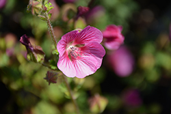Elegans Princess Cape Mallow (Anisodontea 'Elegans Princess') at Lakeshore Garden Centres