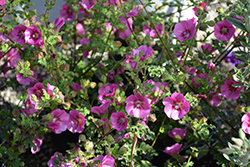 Elegans Princess Cape Mallow (Anisodontea 'Elegans Princess') at Lakeshore Garden Centres