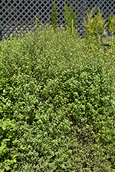 Oliver Twist Kohuhu (Pittosporum tenuifolium 'Oliver Twist') at Lakeshore Garden Centres