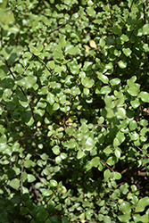 Oliver Twist Kohuhu (Pittosporum tenuifolium 'Oliver Twist') at Lakeshore Garden Centres