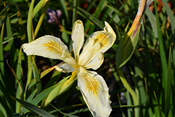 Banana Cream Pie Iris (Iris x douglasiana 'Banana Cream Pie') at Lakeshore Garden Centres