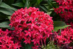 Lucky Star Lipstick Star Flower (Pentas lanceolata 'PAS1357699') at Lakeshore Garden Centres
