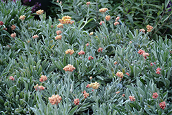 Ember Glow Strawflower (Helichrysum amorginum 'Ember Glow') at Lakeshore Garden Centres