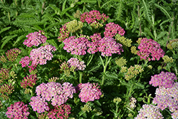 Desert Eve Deep Rose Yarrow (Achillea millefolium 'Desert Eve Deep Rose') at Lakeshore Garden Centres