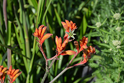 Amber Velvet Kangaroo Paw (Anigozanthos 'Amber Velvet') at Lakeshore Garden Centres
