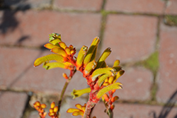 Bush Tenacity Kangaroo Paw (Anigozanthos 'Bush Tenacity') at Lakeshore Garden Centres