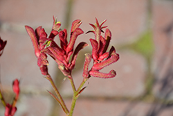 Cape Magenta Kangaroo Paw (Anigozanthos 'Cape Magenta') at Lakeshore Garden Centres