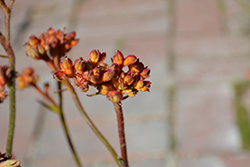 Cape Aurora Kangaroo Paw (Anigozanthos 'Cape Aurora') at Lakeshore Garden Centres