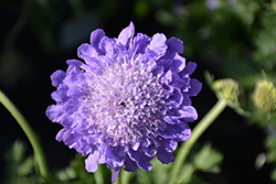 Giga Blue Pincushion Flower (Scabiosa columbaria 'Giga Blue') at Lakeshore Garden Centres