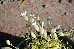 Druett's Variegated Campion (Silene uniflora 'Druett's Variegated') at Lakeshore Garden Centres
