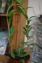Splash Hoya (Hoya pubicalyx 'Splash') at Golden Acre Home & Garden