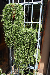 String of Bananas (Senecio radicans) at Golden Acre Home & Garden
