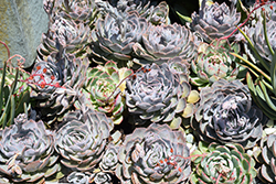 Blue Heron Echeveria (Echeveria 'Blue Heron') at Lakeshore Garden Centres