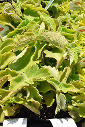 Mexican Mint (Plectranthus amboinicus) at Lakeshore Garden Centres