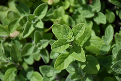 Syrian Oregano (Origanum syriacum) at Lakeshore Garden Centres