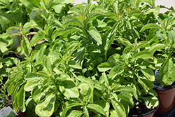 Sugar Love Stevia (Stevia 'Sugar Love') at Lakeshore Garden Centres