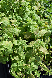 Banana Mint (Mentha arvensis 'Banana') at Lakeshore Garden Centres