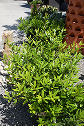 Little Ragu Sweet Bay (Laurus nobilis 'MonRik') at Lakeshore Garden Centres
