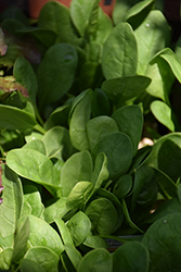 Bloomsdale Spinach (Spinacia oleracea 'Bloomsdale') at Golden Acre Home & Garden