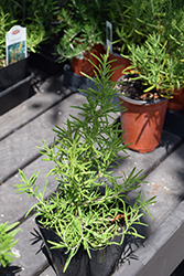 Golden Rain Rosemary (Rosmarinus officinalis 'Golden Rain') at Lakeshore Garden Centres