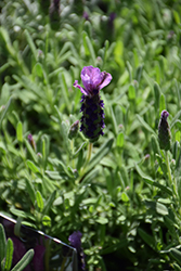 Javelin Compact Purple Lavender (Lavandula stoechas 'Javelin Compact Purple') at Lakeshore Garden Centres