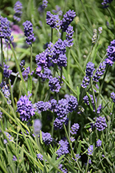 Thumbelina Leigh Lavender (Lavandula angustifolia 'Thumbelina Leigh') at Lakeshore Garden Centres