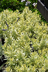 Meerlo Variegated Allard's Lavender (Lavandula x allardii 'Meerlo') at Lakeshore Garden Centres