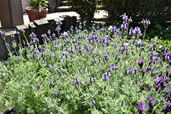 Fernleaf Lavender (Lavandula multifida) at Lakeshore Garden Centres